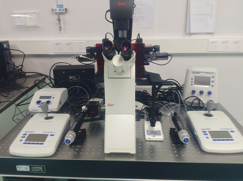 基因修饰小鼠制备服务