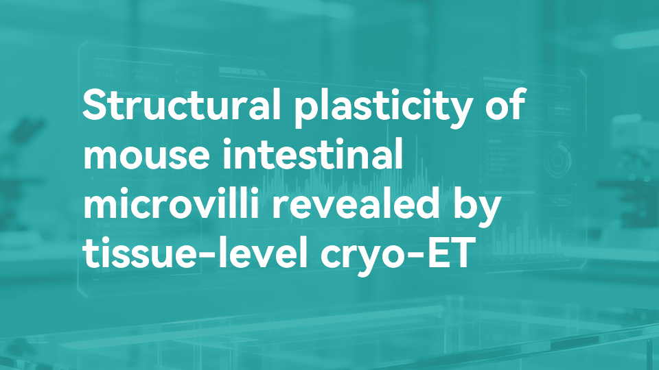 Structural plasticity of mouse intestinal microvilli revealed by tissue-level cryo-ET