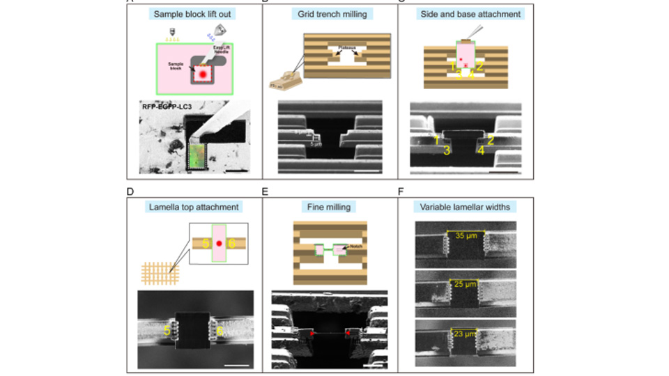 Biophys Rep | Meijing Li’s Team Optimizes Serial-Lift-Out CryoFIB Technique and Reveals In Situ Structure of Intestinal Branched Microvilli