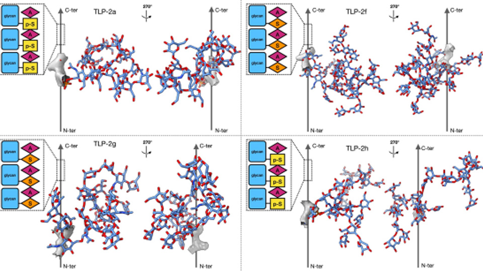 PNAS | Advancing CryoSeek: Mingxu Hu, Nieng Yan and Collaborators Develop 