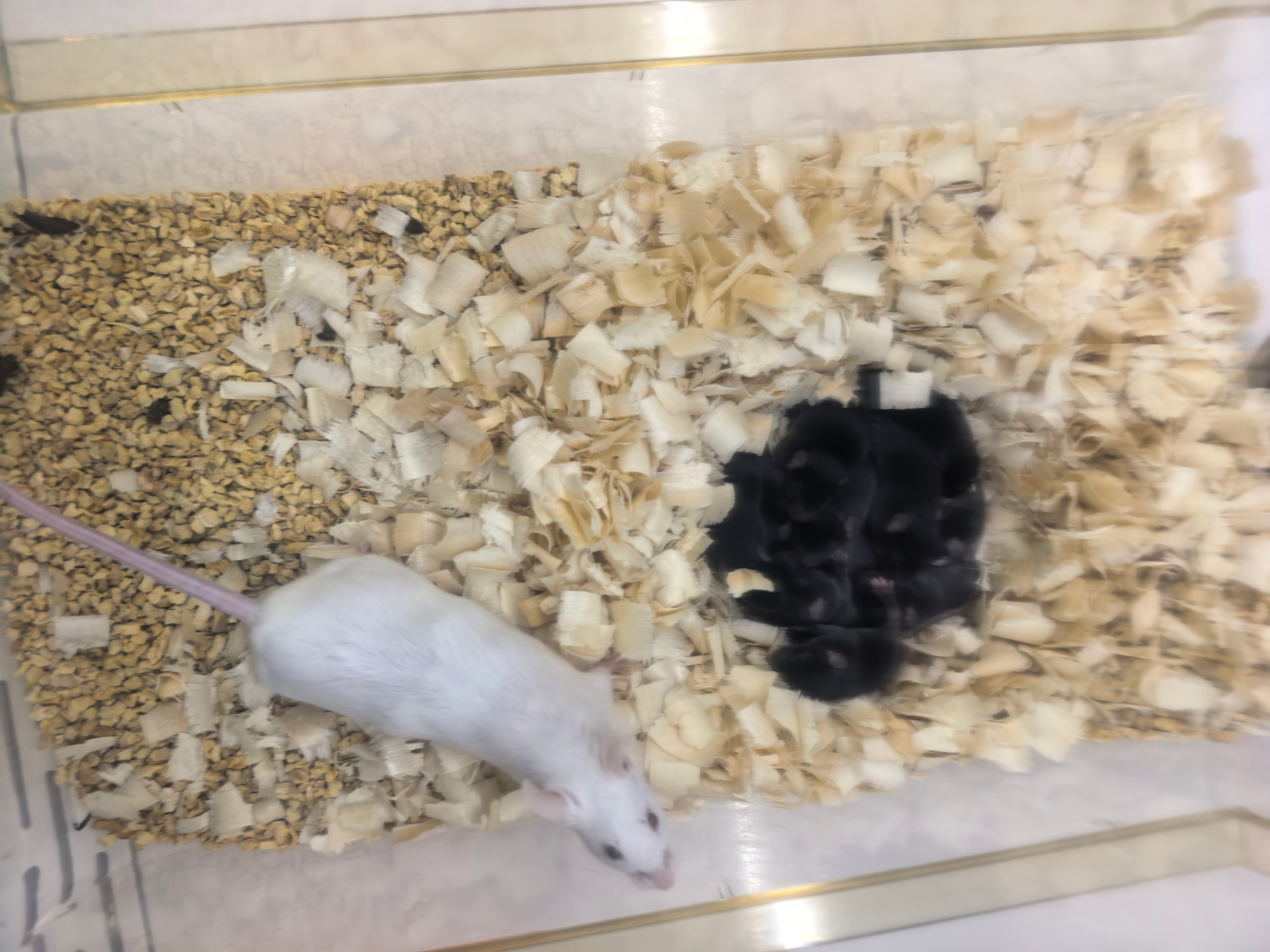 Biological Purification and Rapid Expansion